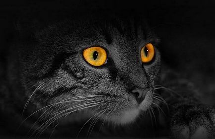Каква е визията на една котка - цветен или черно-бял свят на котешки очи