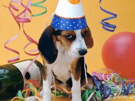 Как да се организира в деня на раждане на кучето, drtclub