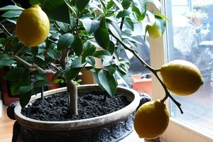Как да се трансплантира лимон у дома магически растения