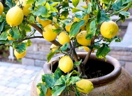 Как да се трансплантира лимон у дома си, промяна на лимони