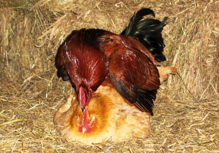 Като петел прониква описание пиле процес, фотографски и видео преглед