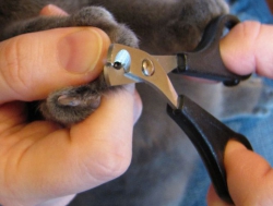 Как да се намали вашите нокти на котка правилно, може да намали и колко често, рязане нокти, котки - кои са те