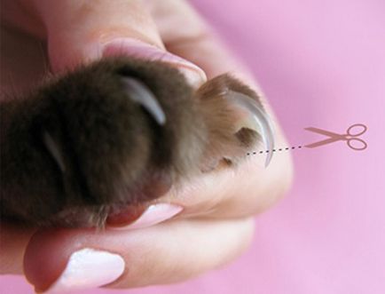 Как да се намали вашите нокти на котка у дома дясно