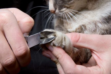 Как да се намали вашите нокти на котка у дома дясно