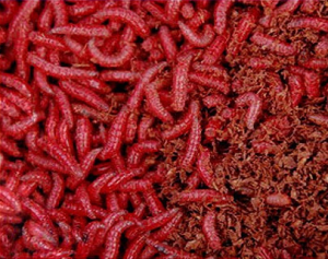 Как да се боя в червени червеи (и всеки друг) цвят и аромат на у дома