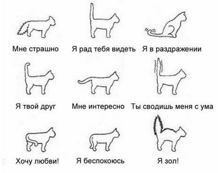 Как да разбираме езика на котката