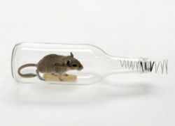 Как да хване мишка в апартамент
