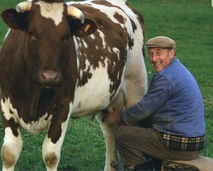 Как се дои крава, и технологията на крава-pervotolku млечни крави на ръка и доене
