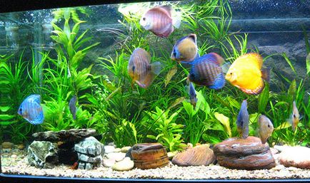 Как да оборудва аквариум за риби