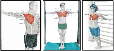 Как да разтегнете мускулите