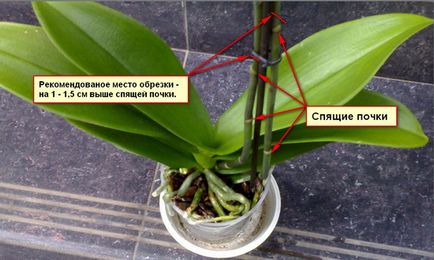 Как правилно да се грижи за орхидея, извършват поземления