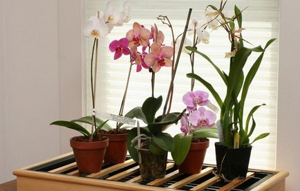 Как правилно да се грижи за орхидея, извършват поземления