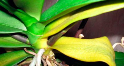 Как правилно да се грижи за орхидея у дома, проблеми с орхидея какво и защо