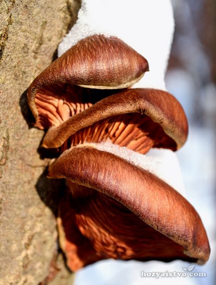Как да се размножават fungi - информация за любители