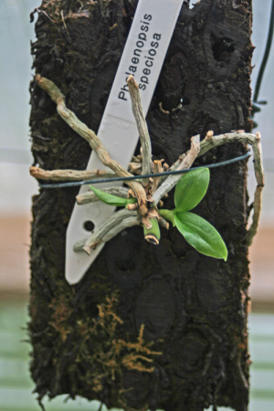 Как да се размножават Phalaenopsis орхидея в дома методи usloivyah, съвети, съвети
