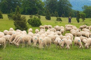 Как да запазим нюансите на овце овцевъдството у дома за начинаещи, правила