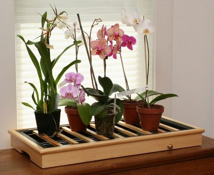Как да оплоди орхидеи у дома