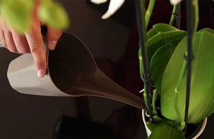 Как да оплоди орхидеи у дома