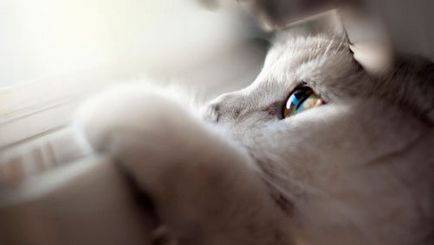 Като основните характеристики на котки умират смъртта, къде и защо домашен отпуск