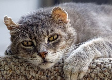 Като основните характеристики на котки умират смъртта, къде и защо домашен отпуск
