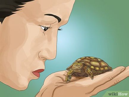 Как да се грижим за костенурка