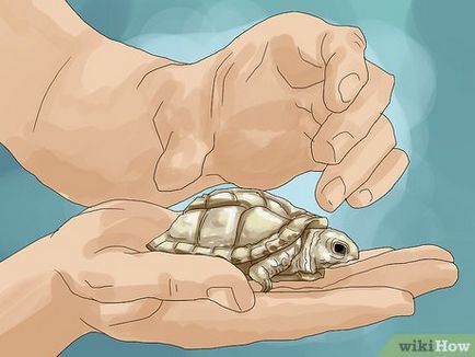Как да се грижим за костенурка