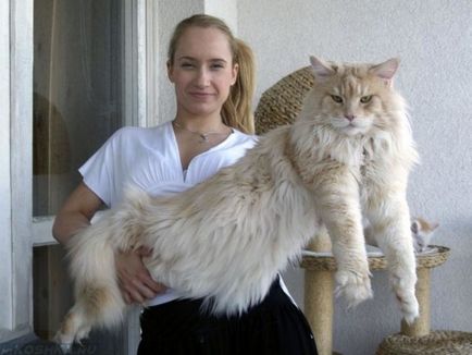 Какво е най-голямата порода котка в света на фото и видео