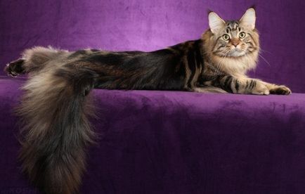 Какво е най-голямата порода котка в света на фото и видео