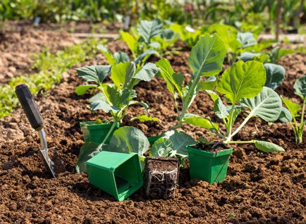 Как да расте карфиол в градината със собствените си ръце - инструкции стъпка по стъпка!