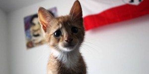 Как да се предизвиква повръщане котка - консултация с ветеринарен лекар veterinarasovety
