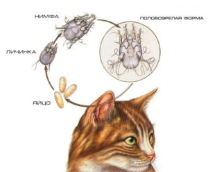 Капки от ухото акари за котки - описание, методи на прилагане