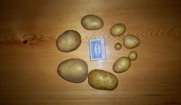 Картофи от семена за производство на елитни сортове