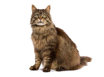 Кастрирането котки 🐱 на достъпна цена в ветеринарна клиника в София CNS