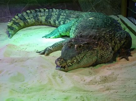 Защо мечтата на един крокодил - крокодил в съня си - за да разберете какво сън