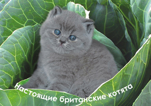 Клуб елитни котки кралска династия, котки британска късокосместа, Munchkin котенца