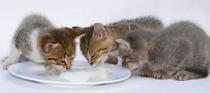 Хранене котенца 1, 2 и 3 месеца