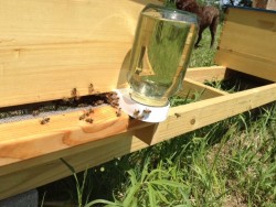 Хранилки за пчели правят с ръцете си от прости и достъпни материали