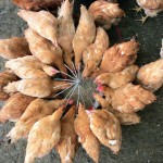 Хранилки и поилки за пиле с ръцете си