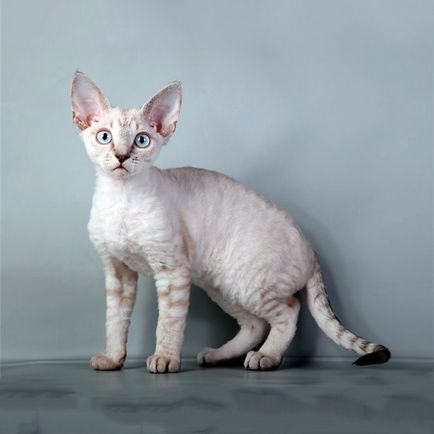 Cat Devon Rex - описание порода, характер, снимка, цвят, стандарт, размери, тегло и височина,