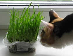 Котка яде стайни растения каква е причината и какво да правя