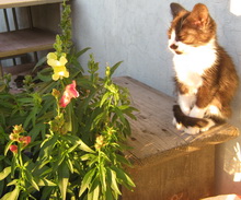 Котка яде стайни растения каква е причината и какво да правя