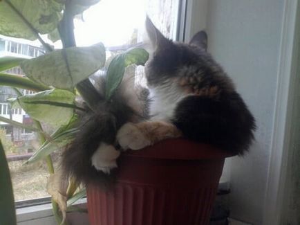 Cat (котка) яде цветя и растения къща, защо и какво да правят собственик
