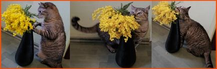 Cat (котка) яде цветя и растения къща, защо и какво да правят собственик