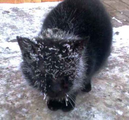 Cat котка зимни характеристики на съдържанието в студения сезон