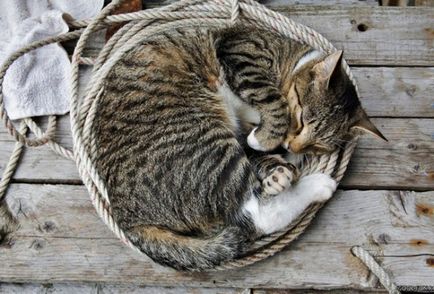 Cat котка зимни характеристики на съдържанието в студения сезон