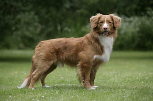 Преглед на породи кучета са средни по размер, описание със снимки и имена на тези скали