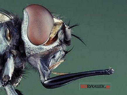 Ухапване муха - защо стабилна мушица хапят хората през есента