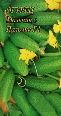 Най-добрите сортове краставици преглед на нови сортове и хибриди на краставица