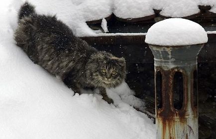 Дали котка замръзва през зимата детска шотландски котки стил жасмин ж