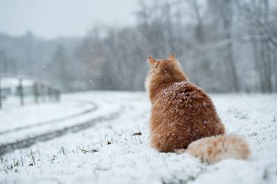 Дали котка замразяване през зимата